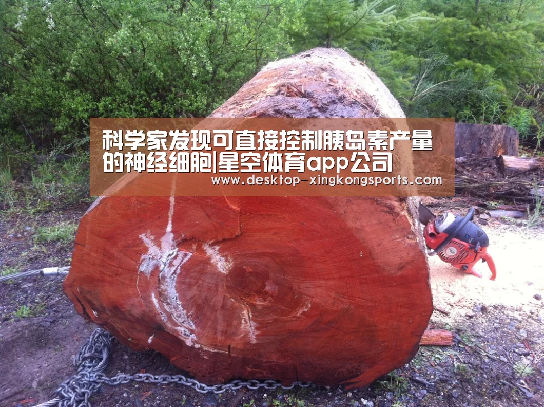 科学家发现可直接控制胰岛素产量的神经细胞|星空体育app公司(图1) 星空体育app公司